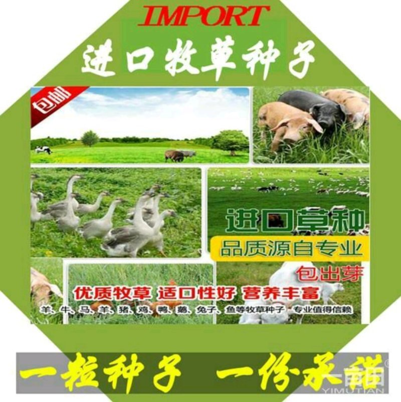 种草喂养蝗虫蚂蚱选择哪些优质牧草种子