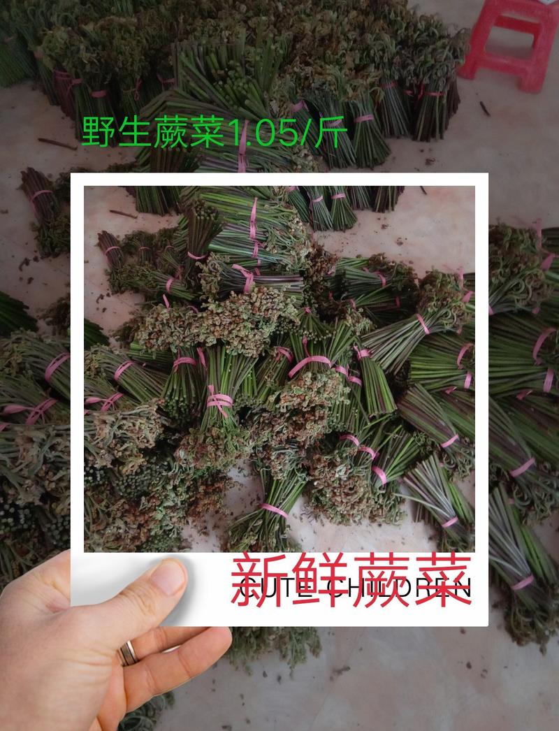 原生态蕨菜1.05/斤