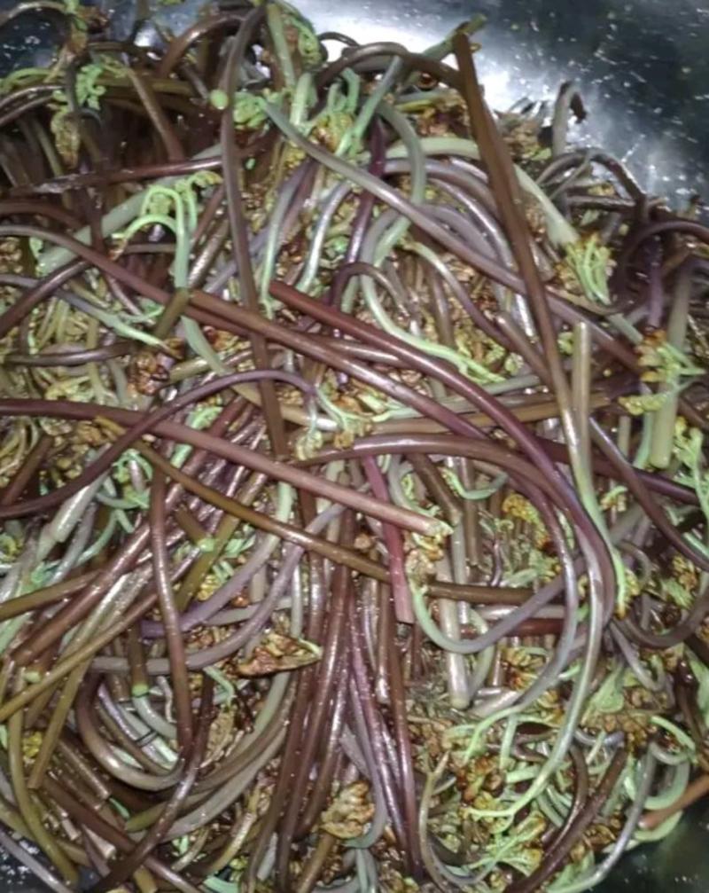 原生态蕨菜1.05/斤