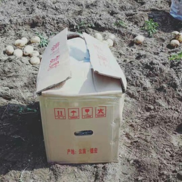 丽暑6号