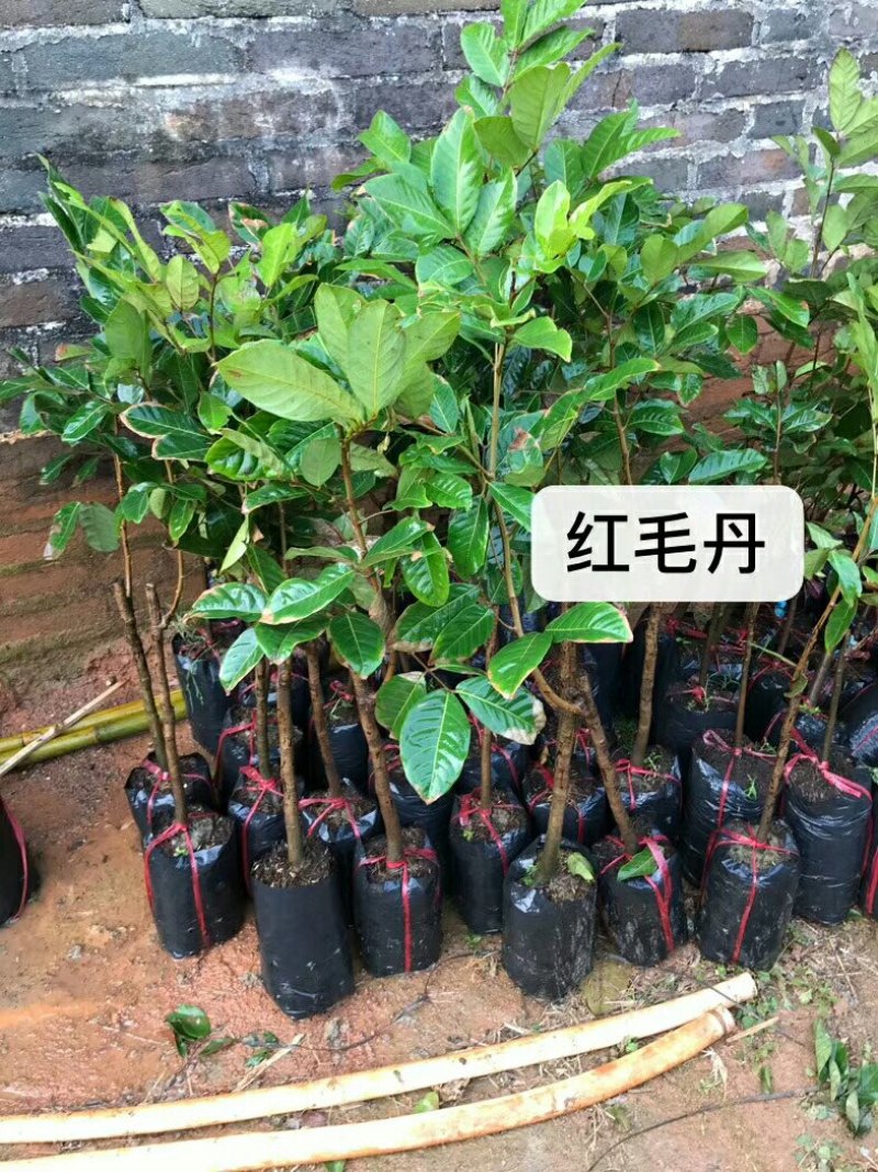 红毛丹苗（嫁接苗）