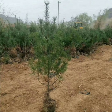 营养钵