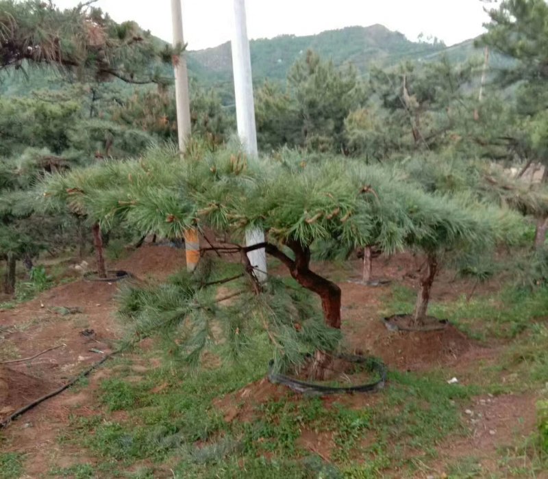 造型黑松造型油松黑松油松景观松造型松树