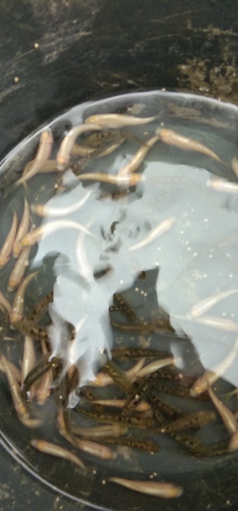 鲫鱼苗，中科3号，先科巨鲫各种规格量大从优