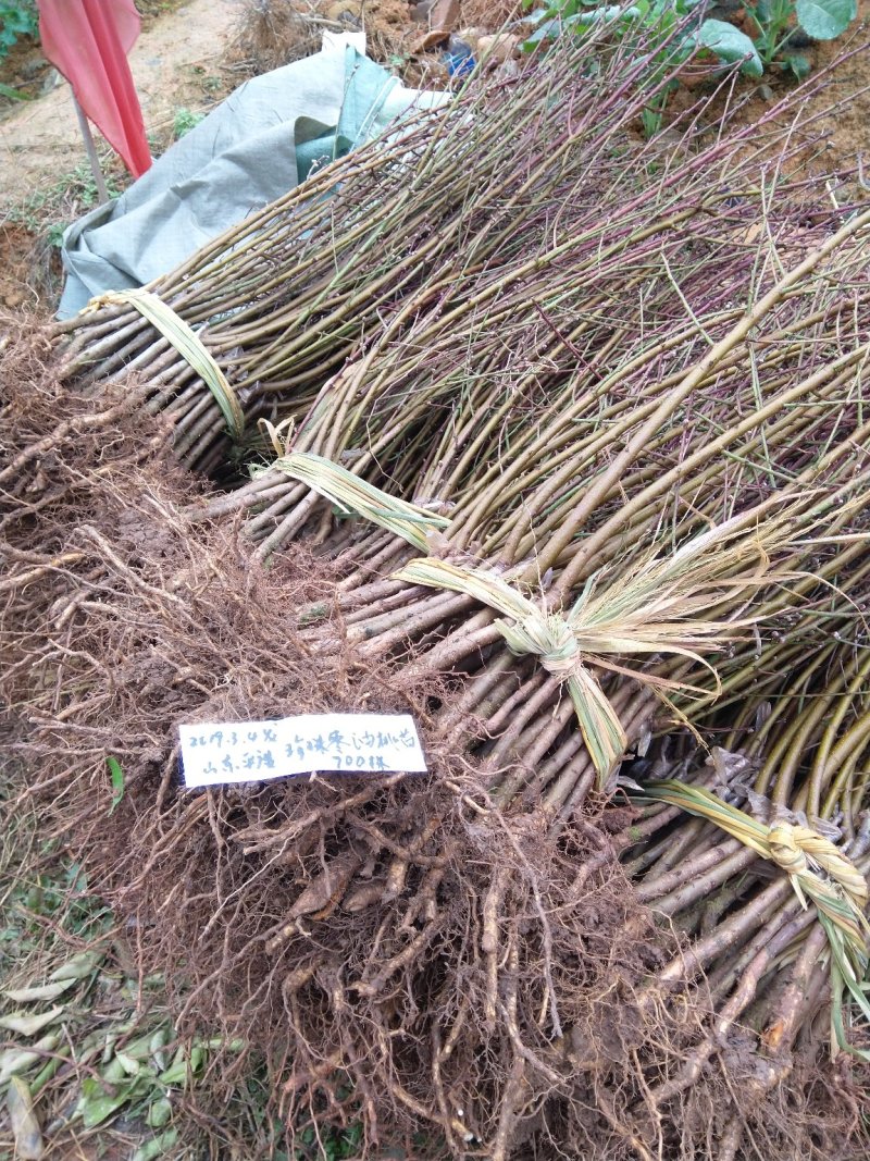珍珠栆油桃苗甜冬栆味油桃苗栽后两年结果，基地现挖保湿
