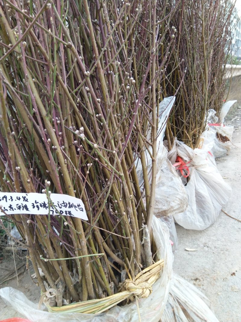 珍珠栆油桃苗甜冬栆味油桃苗栽后两年结果，基地现挖保湿