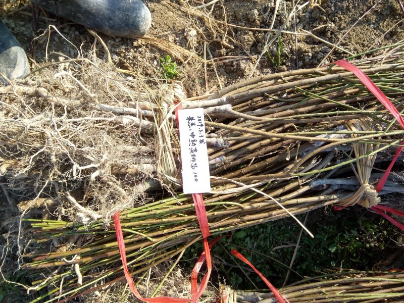 中熟锦绣黄桃苗7月初成熟两年苗已开花结果现挖保湿