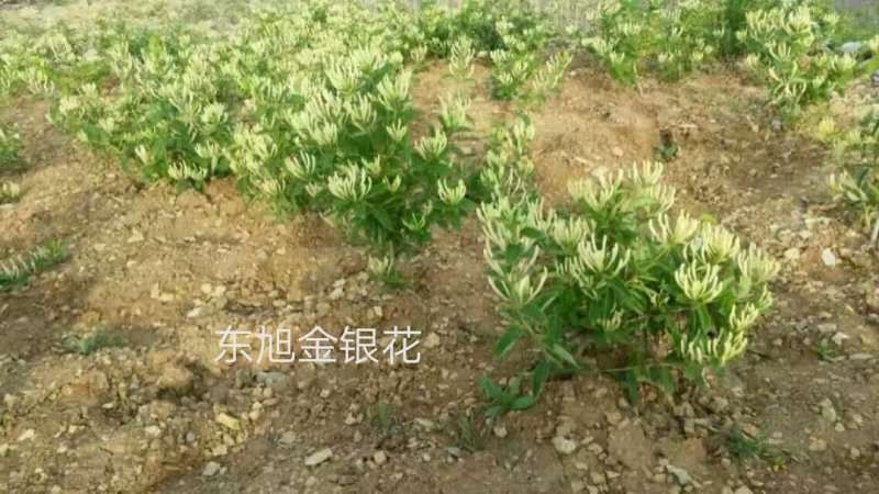 金银花苗百花一号金银花苗开花多，树形好管理