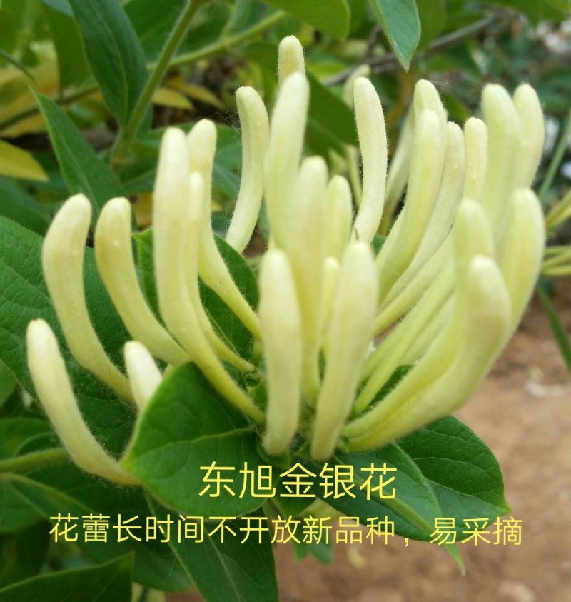 金银花苗百花一号金银花苗开花多，树形好管理
