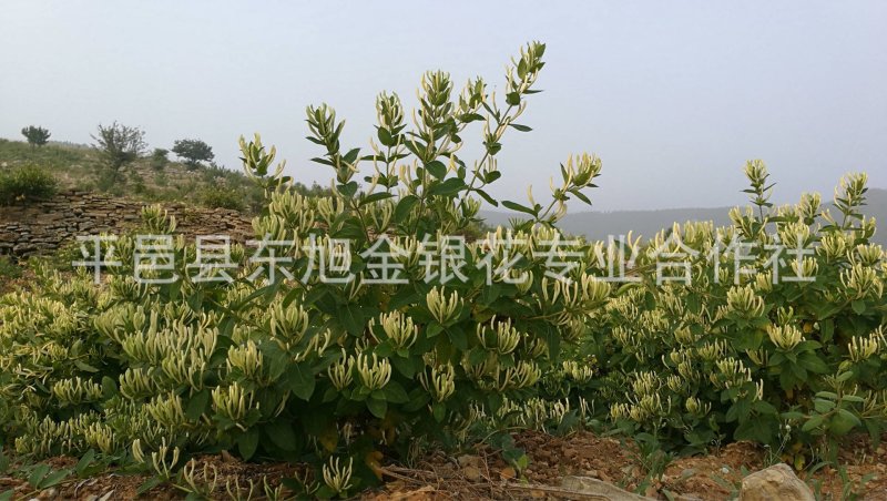 金银花苗百花一号金银花苗开花多，树形好管理