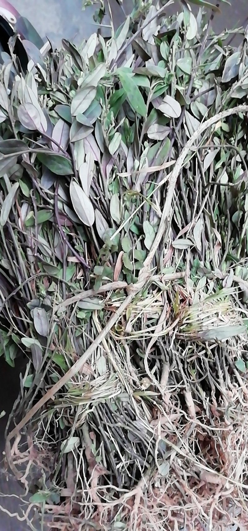金牛草