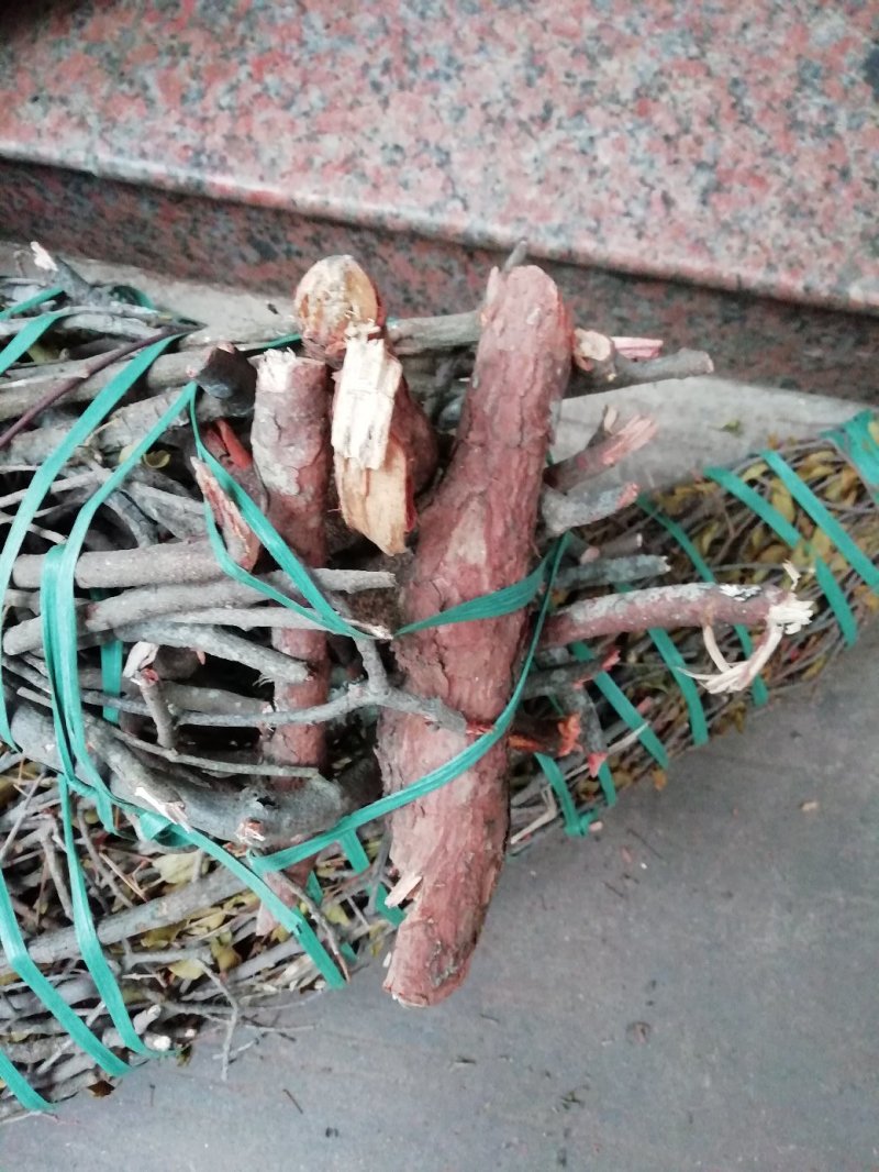 金牛草