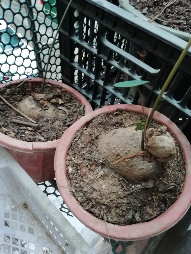 鸡骨草