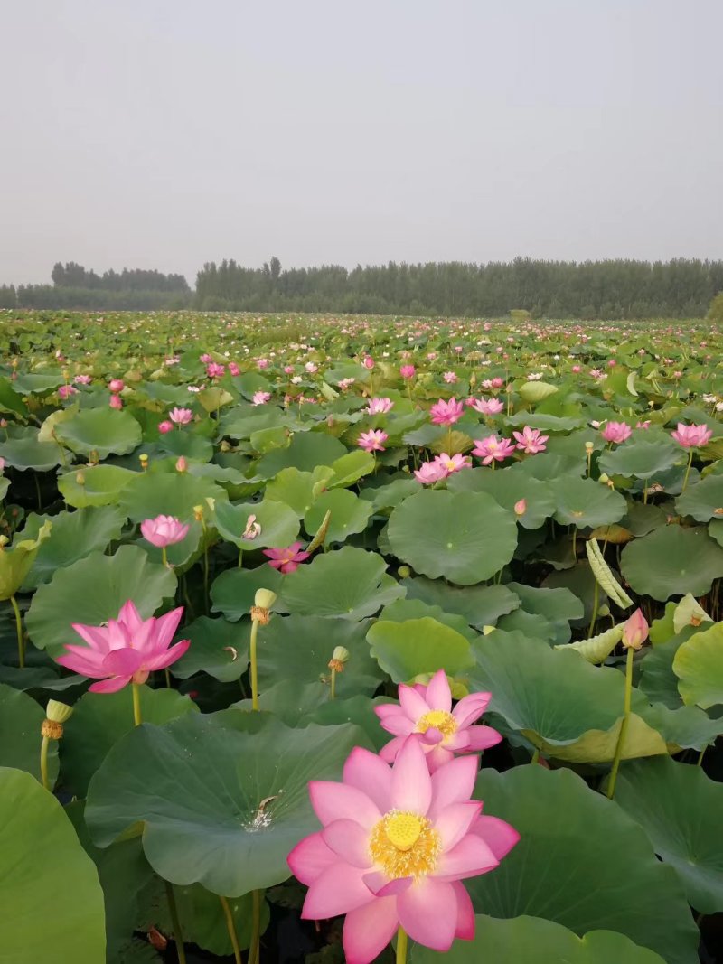 荷花苗
