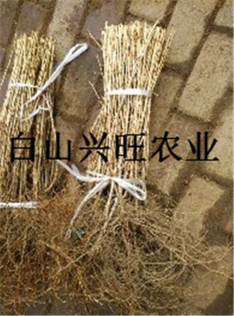 灯笼果苗大果型灯笼果苗醋栗苗批发灯笼果苗价格