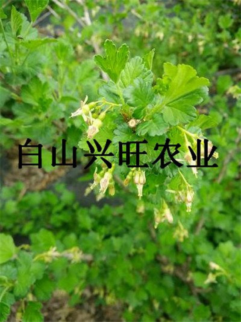 灯笼果苗大果型灯笼果苗醋栗苗批发灯笼果苗价格