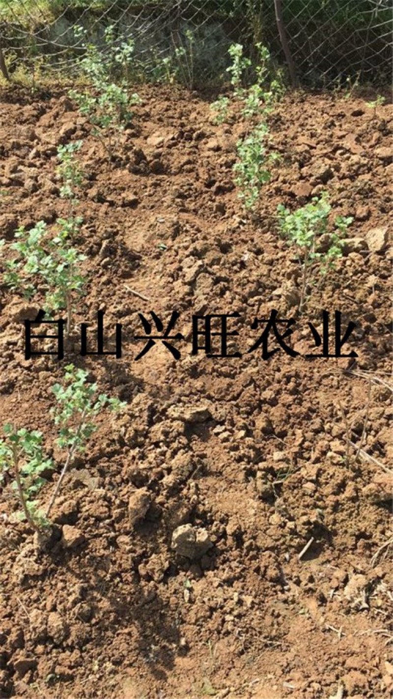 灯笼果苗大果型灯笼果苗醋栗苗批发灯笼果苗价格