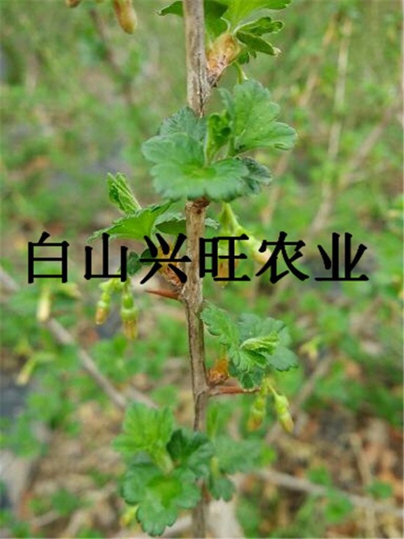 灯笼果苗大果型灯笼果苗醋栗苗批发灯笼果苗价格