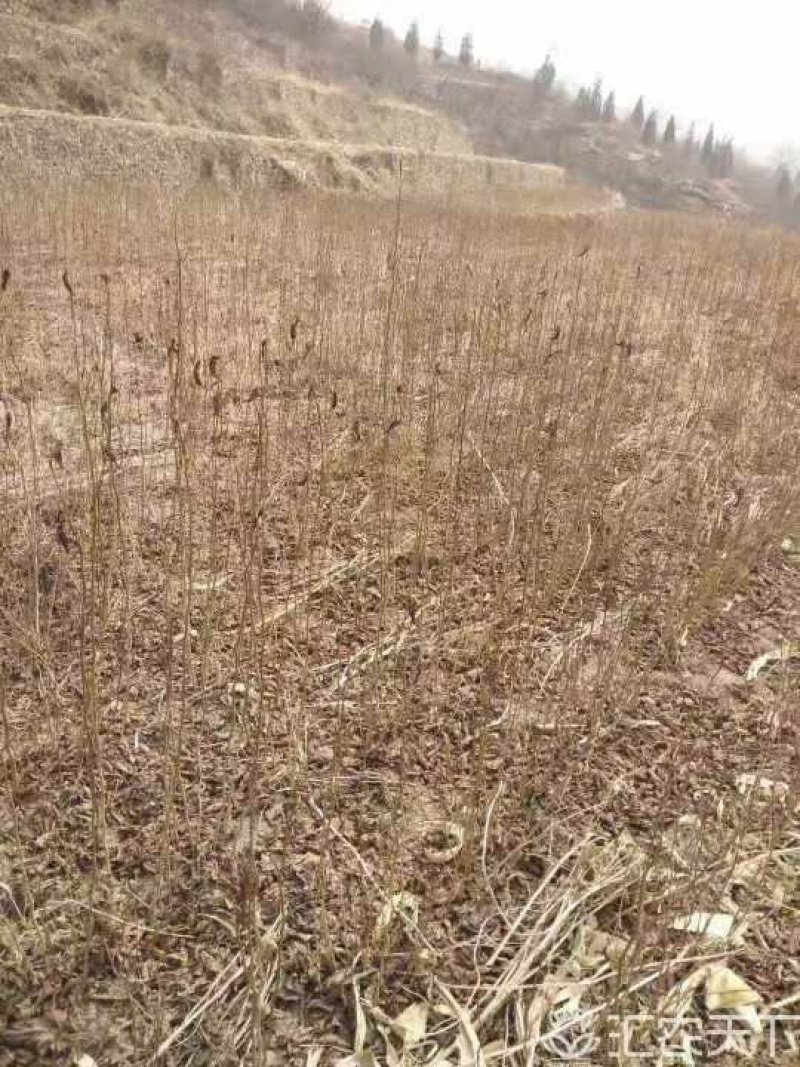 杜仲小苗