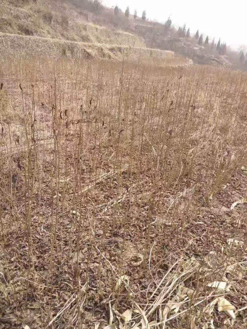 杜仲小苗