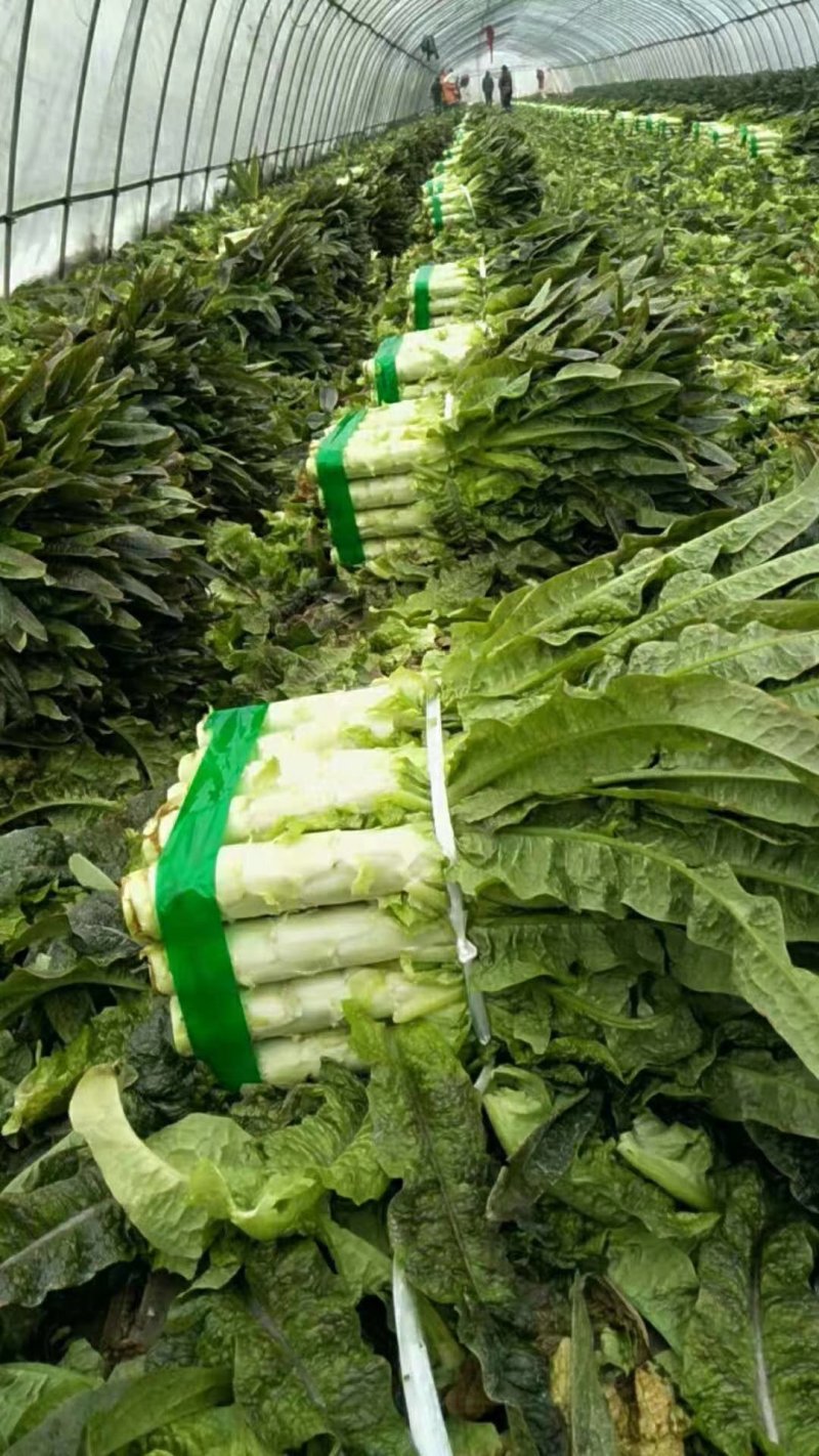 河南开封通许红叶莴笋1.5~2斤50~60cm