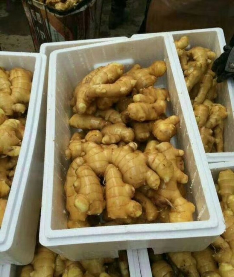 优质大姜。小黄姜，水洗姜，产地直采直销，稳定供应全国