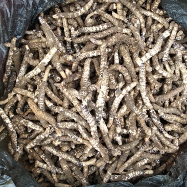 贵州铜仁深山老林野生冬虫夏草干品新鲜虫草生货产地直发