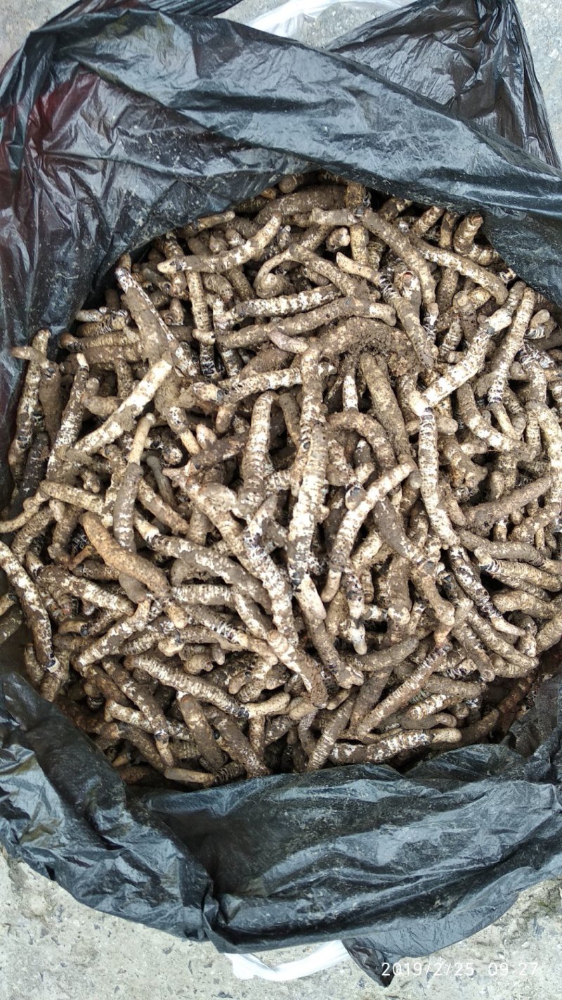 贵州铜仁深山老林野生冬虫夏草干品新鲜虫草生货产地直发