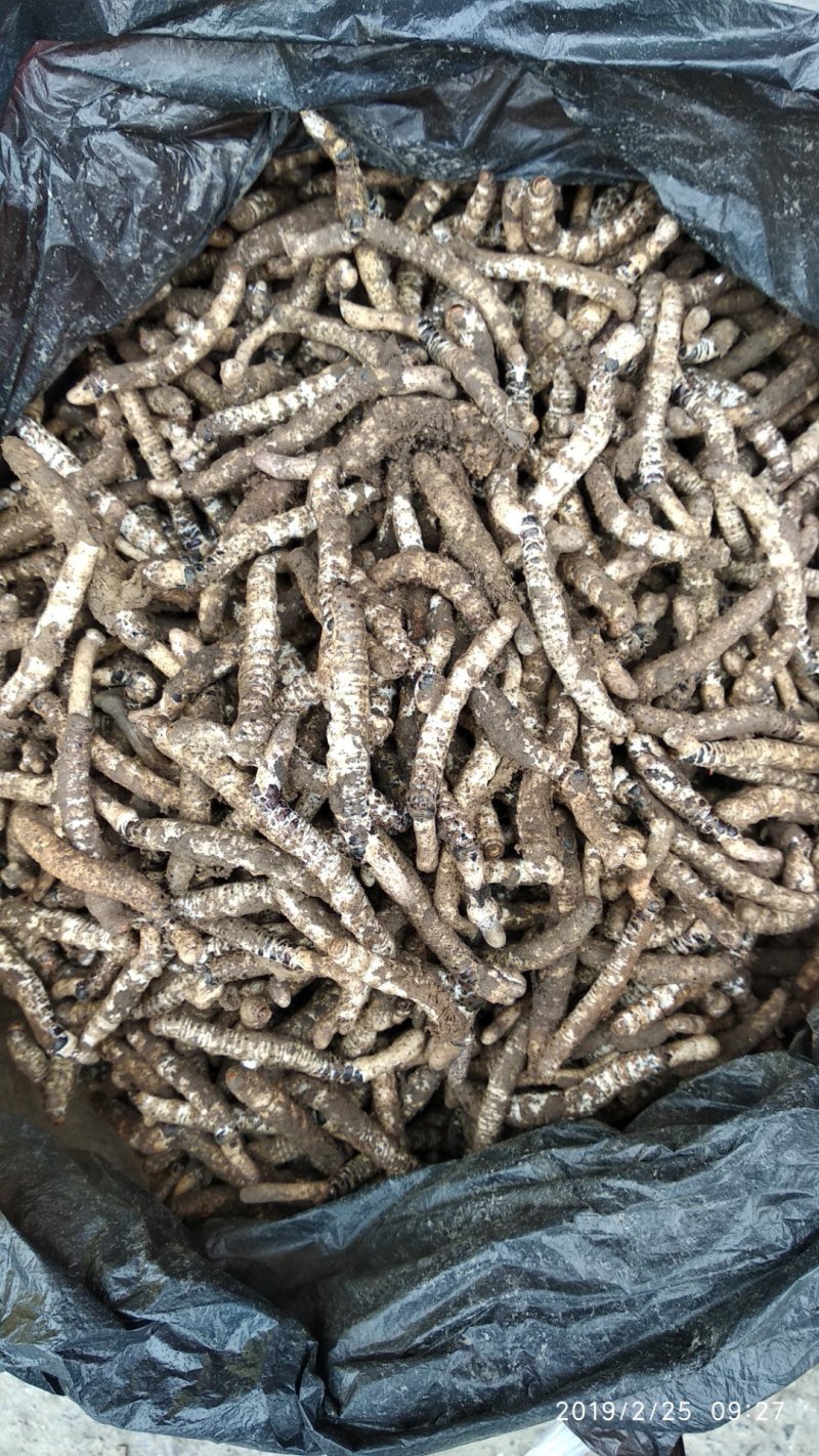 贵州铜仁深山老林野生冬虫夏草干品新鲜虫草生货产地直发