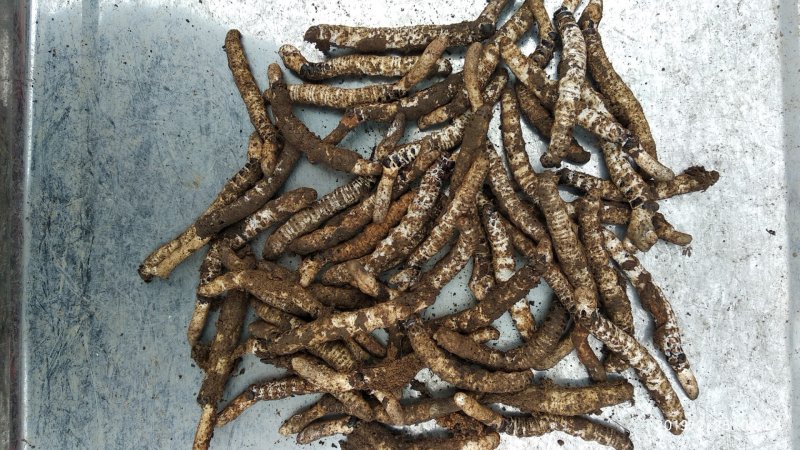 贵州铜仁深山老林野生冬虫夏草干品新鲜虫草生货产地直发
