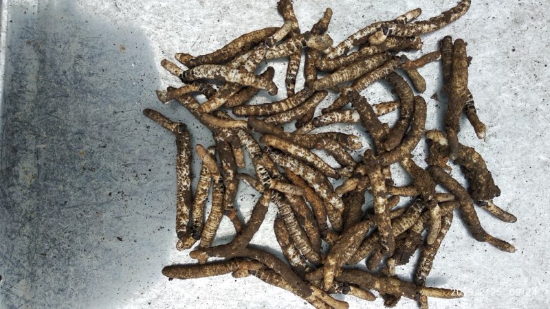 贵州铜仁深山老林野生冬虫夏草干品新鲜虫草生货产地直发