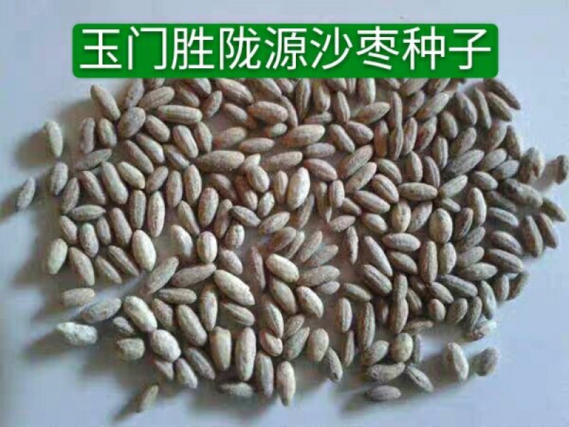 沙枣种子沙枣苗子沙枣种抗旱固沙植物种子绿植