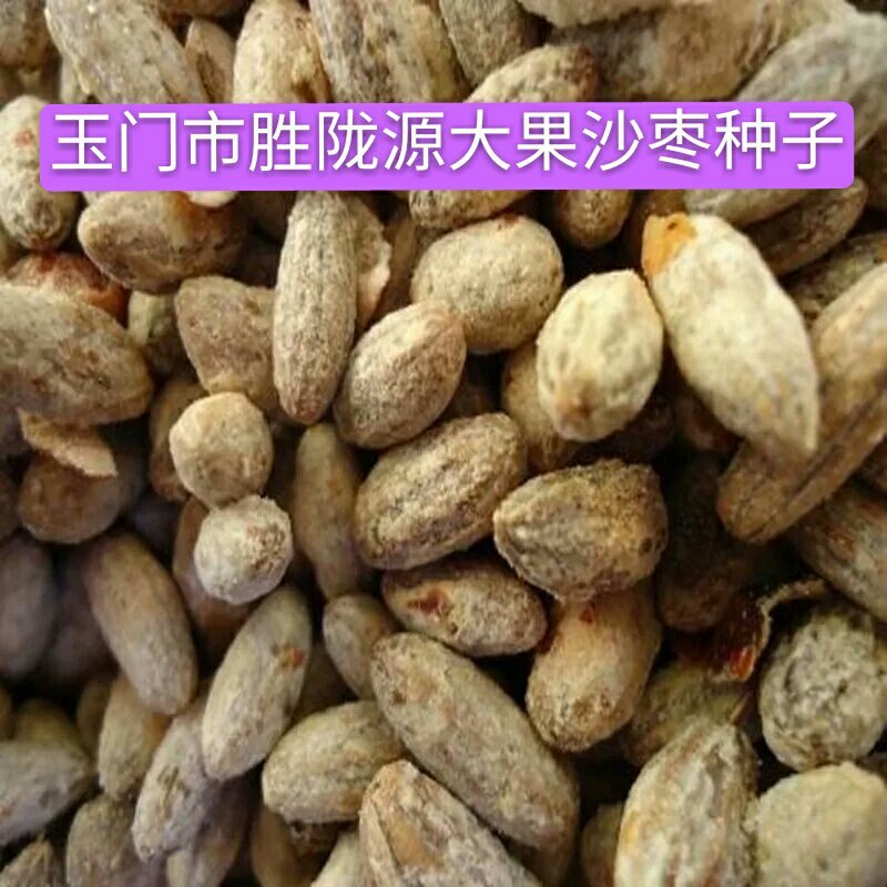沙枣种子沙枣苗子沙枣种抗旱固沙植物种子绿植