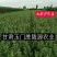 沙枣种子沙枣苗子沙枣种抗旱固沙植物种子绿植