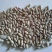 沙枣种子沙枣苗子沙枣种抗旱固沙植物种子绿植