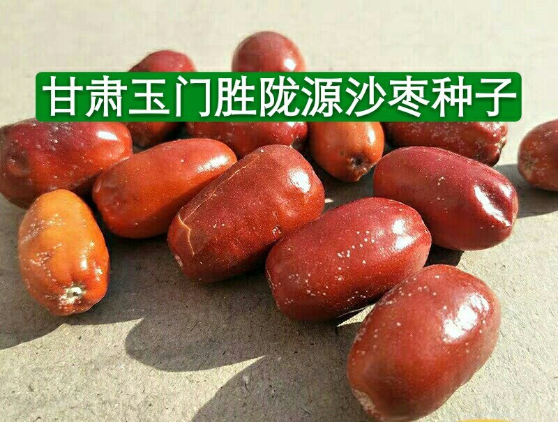 沙枣种子沙枣苗子沙枣种抗旱固沙植物种子绿植