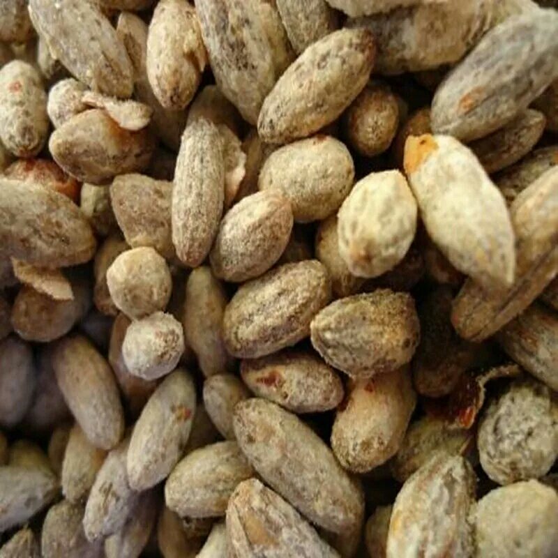 沙枣种子沙枣苗子沙枣种抗旱固沙植物种子绿植