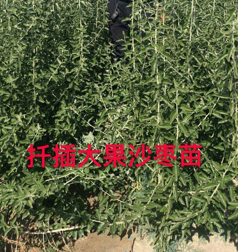 沙枣种子沙枣苗子沙枣种抗旱固沙植物种子绿植
