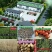 沙枣种子沙枣苗子沙枣种抗旱固沙植物种子绿植