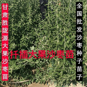沙枣种子沙枣苗子沙枣种抗旱固沙植物种子绿植