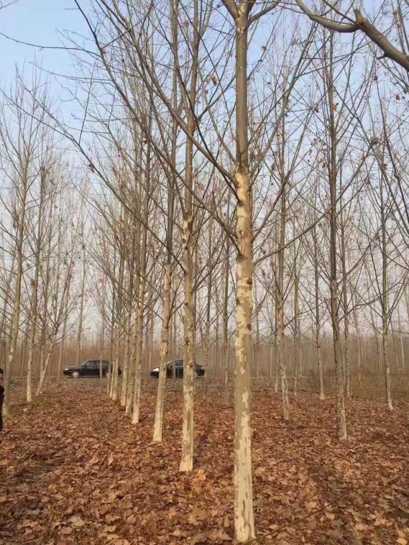 法桐