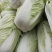 城固大白菜大量上市中2一3斤现货品种多样