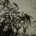 白鳝鱼苗日本白鳗鱼苗欧洲鳗鱼苗花鳗鱼苗