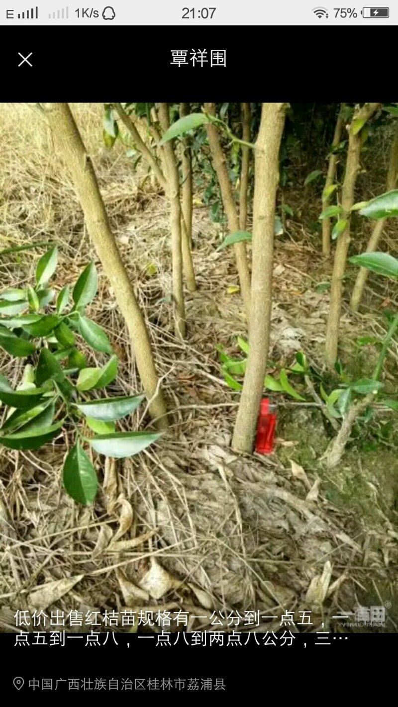 红桔苗