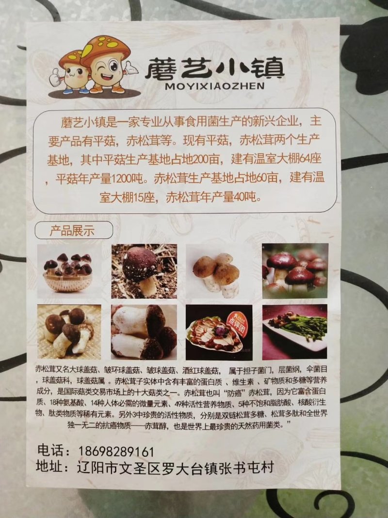 大球盖菇