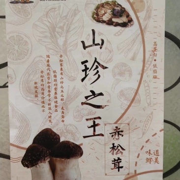 大球盖菇