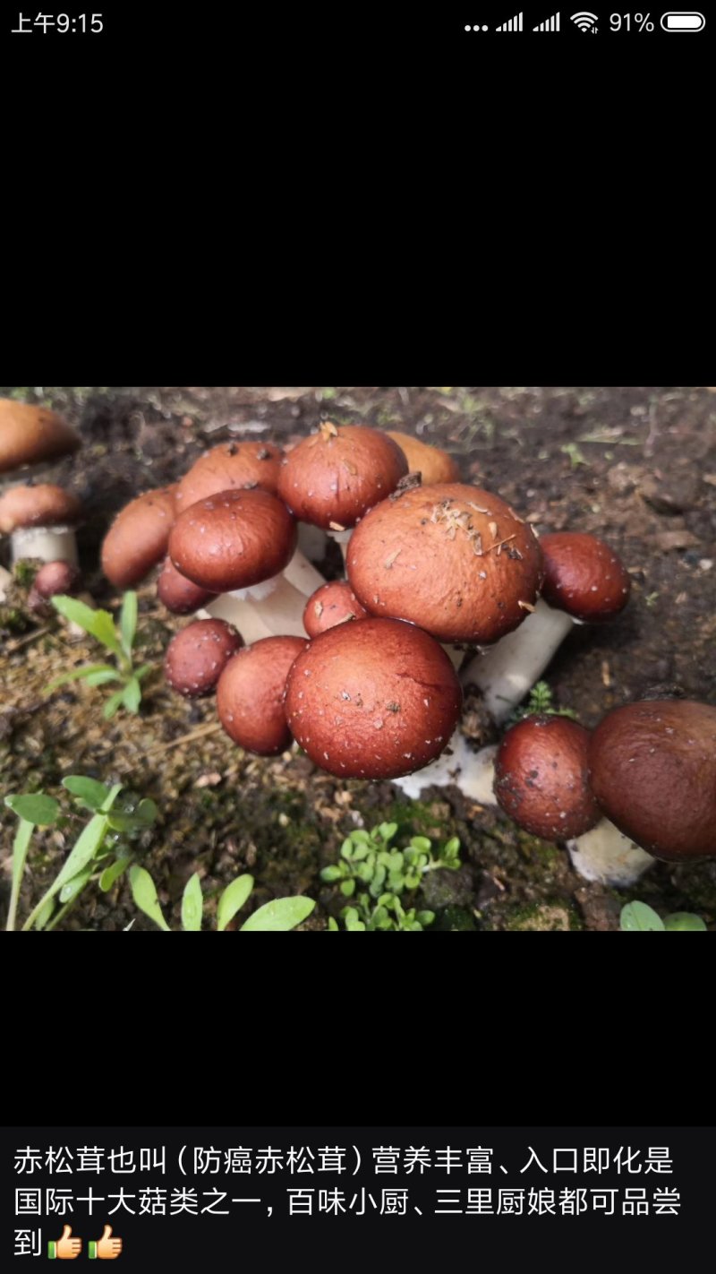大球盖菇