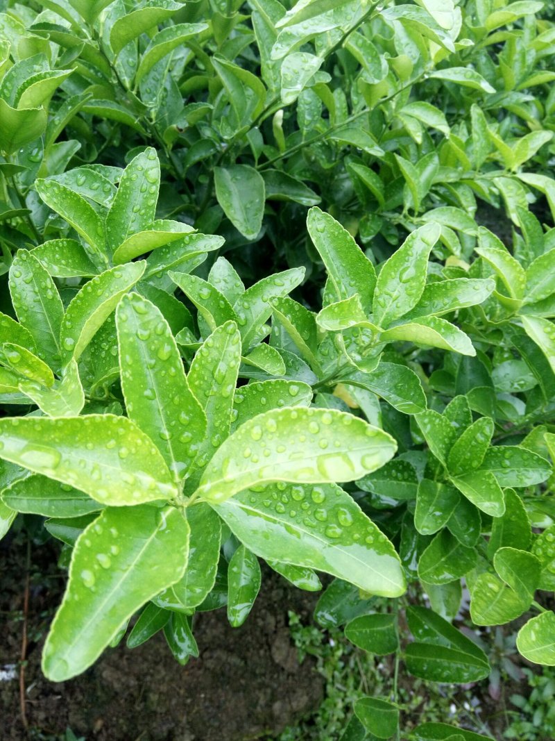 沙糖苗