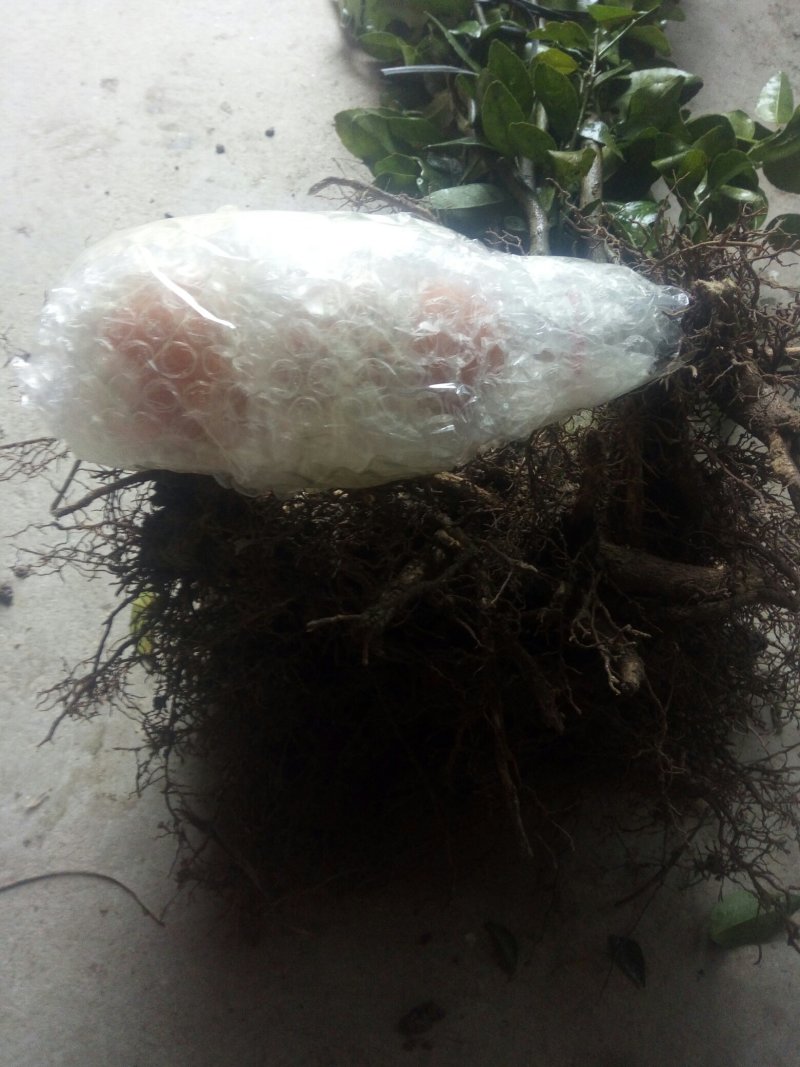 沙糖苗