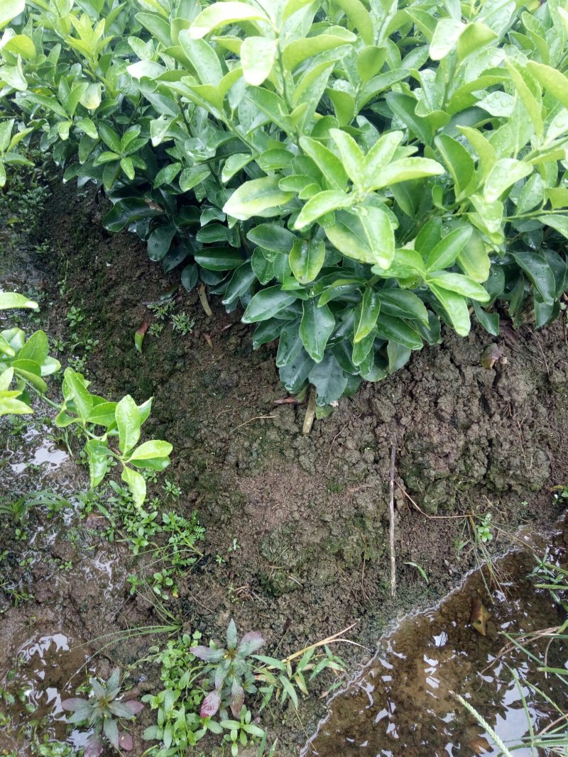 沙糖苗